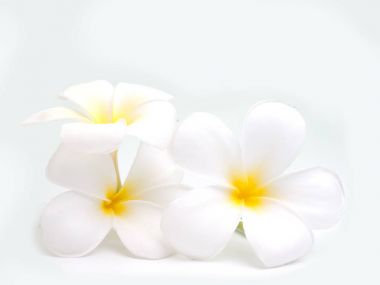 Çiçekler frangipani (plumeria)