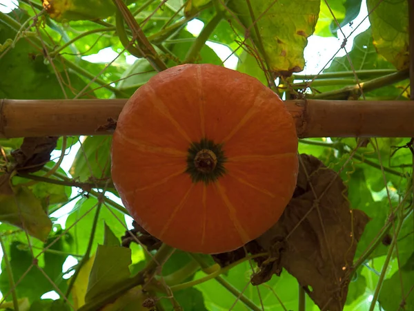 Yellow pumpkin hanging on the tree. — Stock Photo, Image