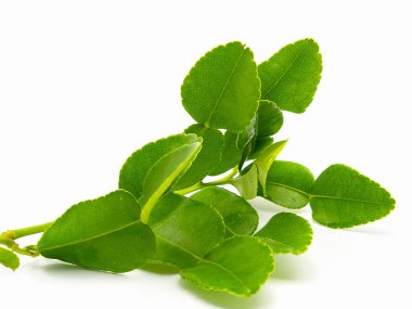 Güney Afrika'da bir kabile kireç yaprakları, beyaz arka plan üzerinde izole.