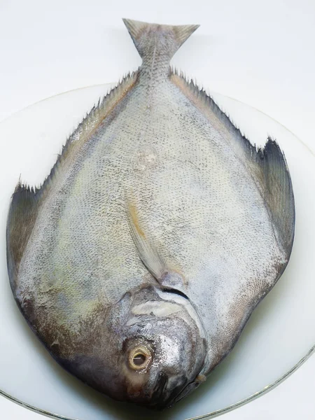 (Close Up) pomfret fresco . — Fotografia de Stock