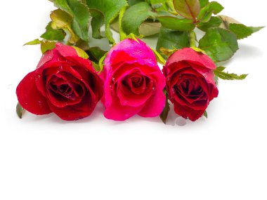 Gül çiçek beyaz arka plan üzerinde izole yeşil yaprakları ile. (için boş alan ile metin)    