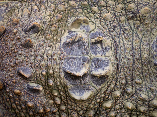 Texture de peau de crocodile. — Photo