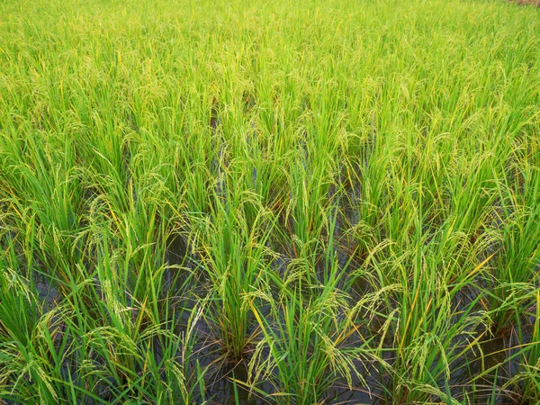 Akkerbouw van rijstgewassen. — Stockfoto