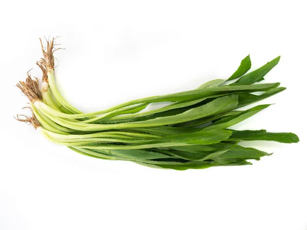 Sawtooth Coriander, Fresh culantro. — стокове фото