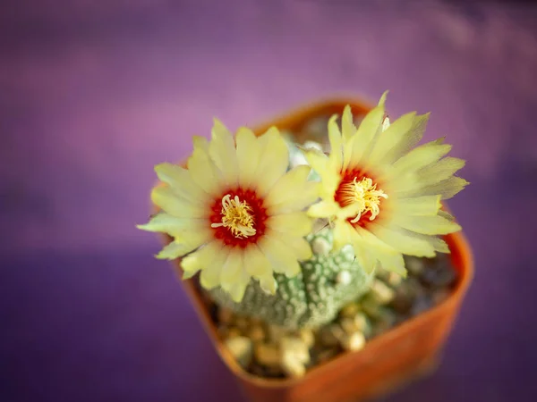 Gele bloem van cactus voor achtergrond afbeelding. — Stockfoto