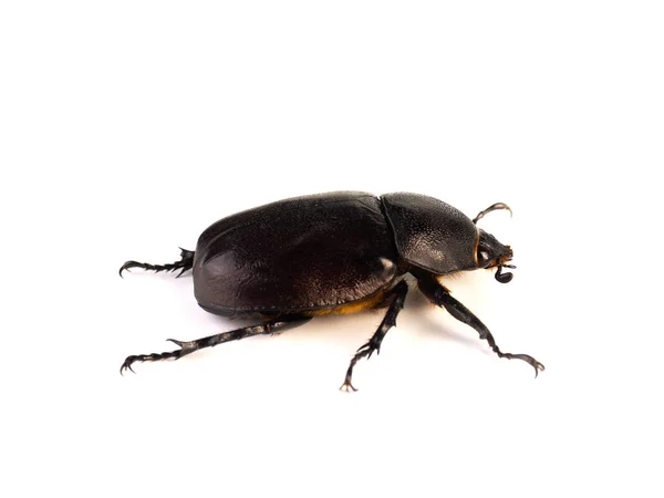 Female rhinoceros beetles. — 스톡 사진