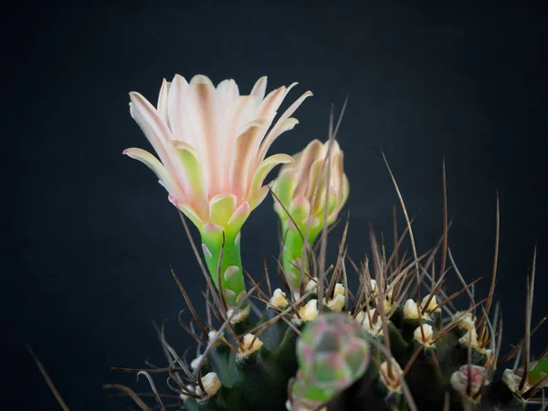 Paarse bloem van cactus voor achtergrondafbeelding. — Stockfoto