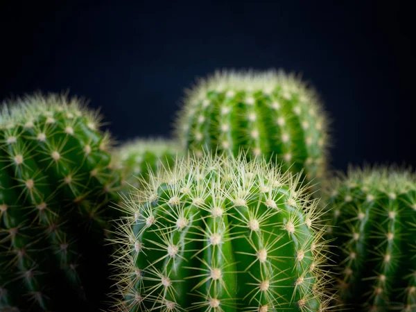 (close-up) Plantas de cacto . — Fotografia de Stock