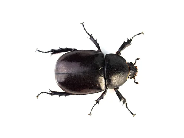 (Top view image)Female rhinoceros beetles. Stock Image