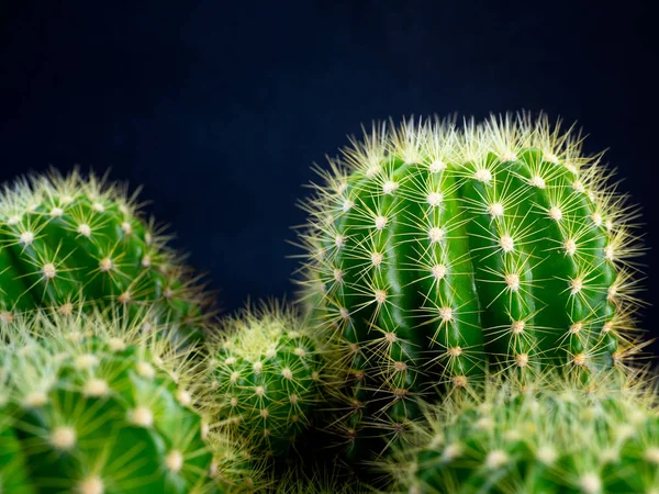 (close-up) Plantas de cacto . — Fotografia de Stock