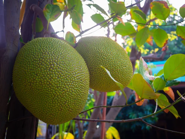 Jackfruit Vert Frais Sur Jacquier Dans Jardin — Photo