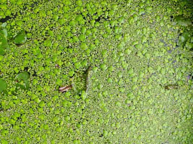 Lemna 'nın su yüzeyindeki küçük yaprakları.