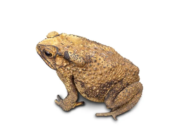Asian Toad Duttaphrynus Melanostictus Isolated White Background Has Clipping Path — Stock Photo, Image