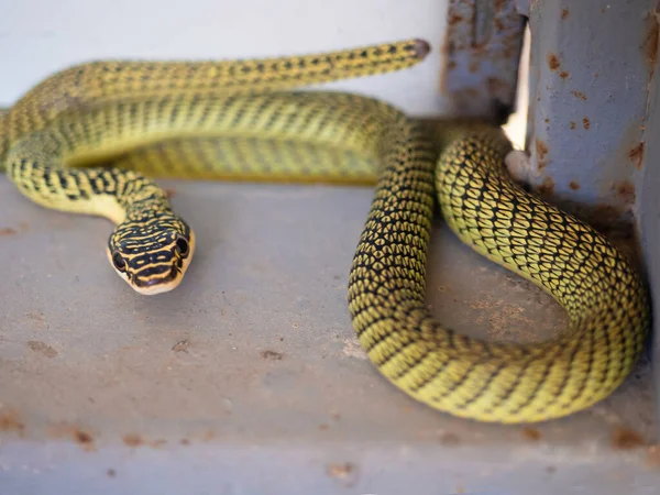 Żmija Wąż Zielony Trimeresurus Spp Żmija Tropikalna Azjatycka — Zdjęcie stockowe