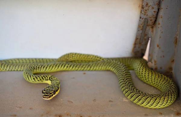 Wąż Tropikalny Chrysopelea Ornata Tajlandii — Zdjęcie stockowe