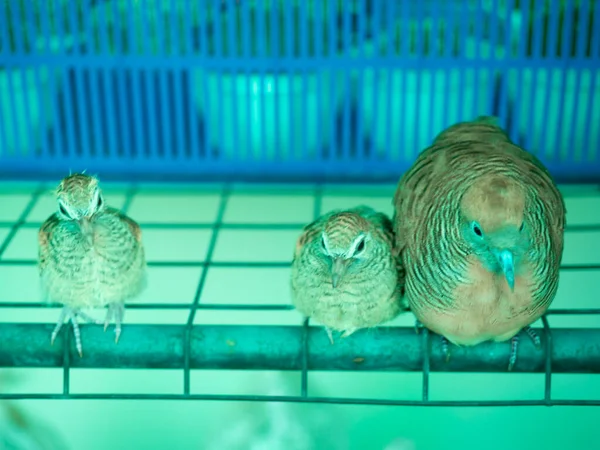 Pomba Cuidar Jovem Pássaro Pássaro Reprodutor Residente Nos Trópicos Ásia — Fotografia de Stock