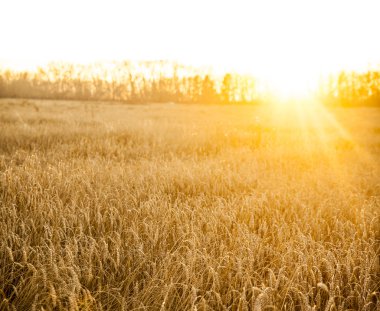 buğday günbatımı sırasında alan