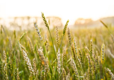 Yeşil buğday tarlası