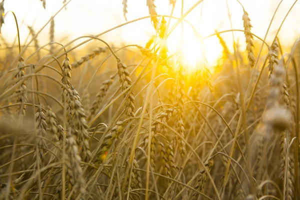 领域的小麦在日落 — 图库照片