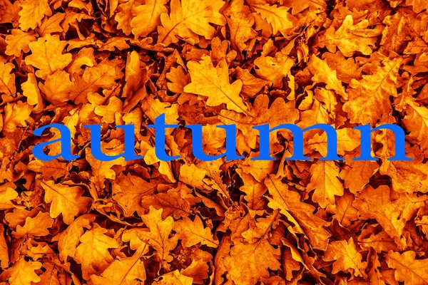 Φύλλα στο έδαφος και φθινόπωρο λέξη. — Φωτογραφία Αρχείου