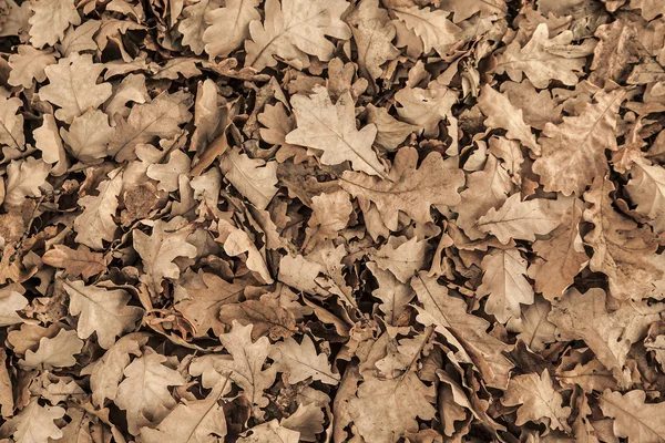 Foglie secche di quercia a terra — Foto Stock