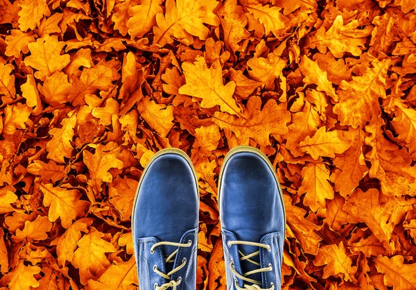 Голубые замшевые туфли на осенних листьях — стоковое фото