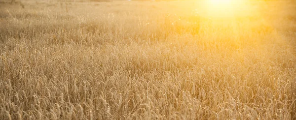 Campo de trigo durante la puesta del sol — Foto de Stock