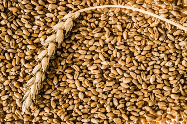 Одно пшеничное ухо — стоковое фото