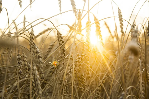 Field of wheat during sunset — Stock Photo, Image