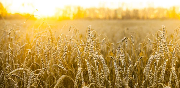 Campo de trigo durante la puesta del sol — Foto de Stock