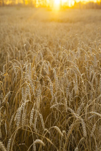 Поле пшеницы на закате — стоковое фото