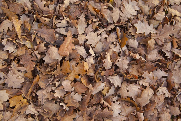 Otoño hojas de roble fondo — Foto de Stock