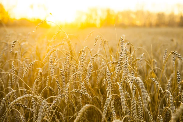 Gebied van tarwe tijdens zonsondergang — Stockfoto