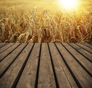   Tablo ve kulakları sarı buğday