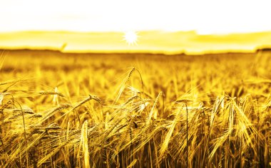 Kulakları sarı buğday olgunlaşma