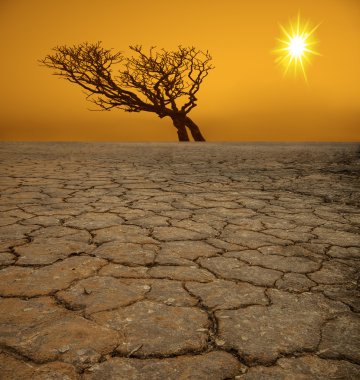 Çölde kırık dünya üzerindeki ağaç 