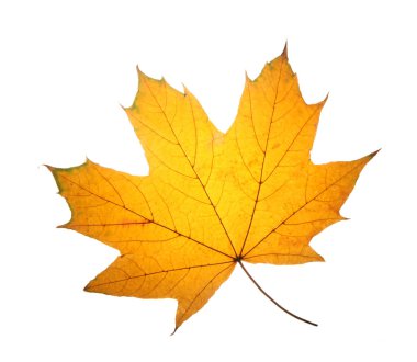 Sarı sonbahar yaprak