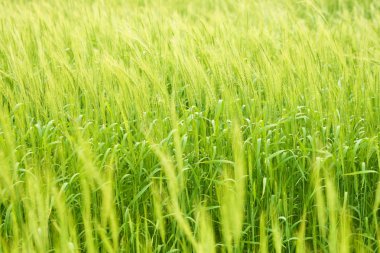 Yeşil buğday tarlası 