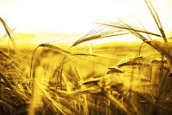 Espigas maduras del campo de trigo amarillo —  Fotos de Stock