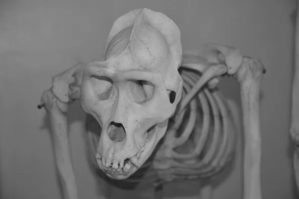 O crânio de Australopithecus — Fotografia de Stock