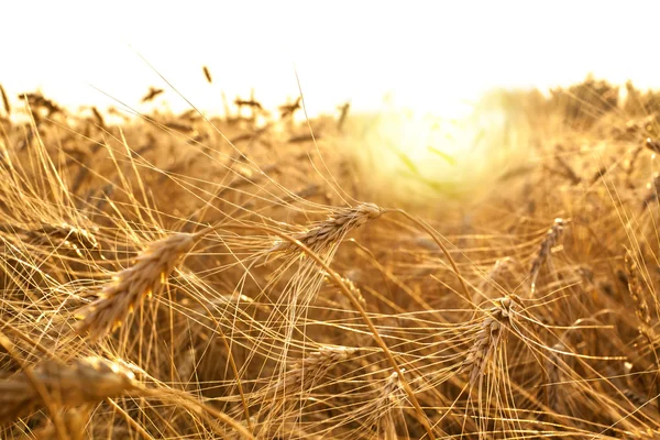 Ripening ears of yellow wheat — Stock Photo, Image
