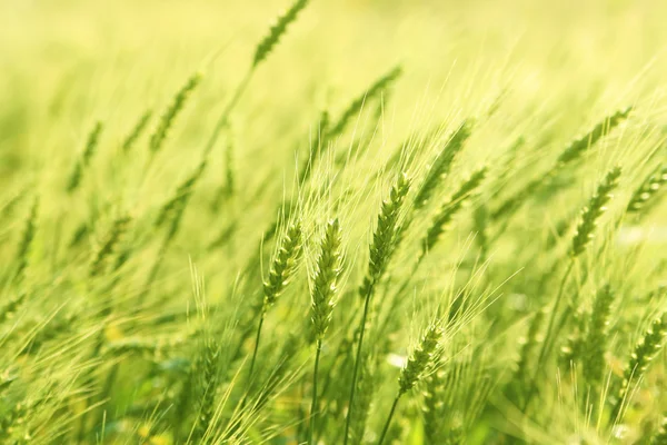 Champ de blé vert — Photo