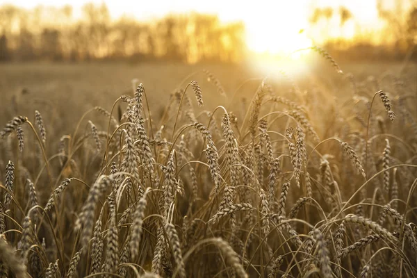 Сохнущие колосья желтой пшеницы — стоковое фото