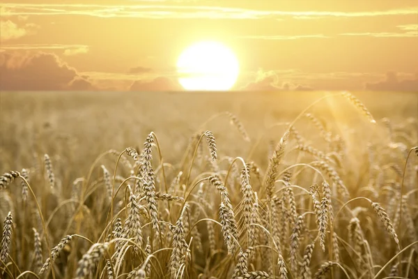 Пшениця на полі на заході сонця — стокове фото