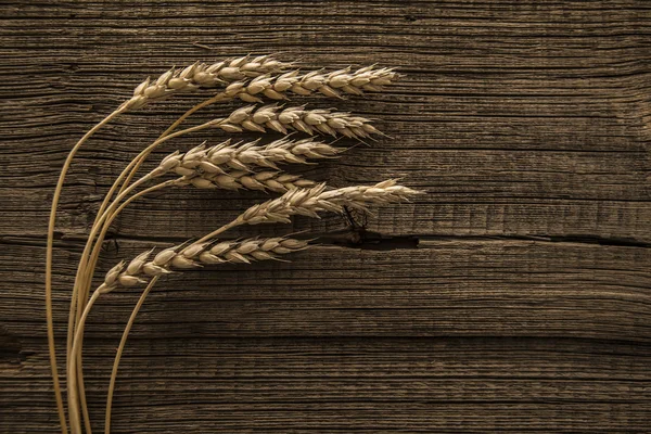 成熟的小麦的耳朵 — 图库照片