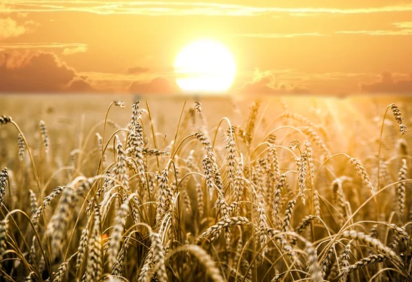 Sarı buğday alan kulakları olgunlaşma