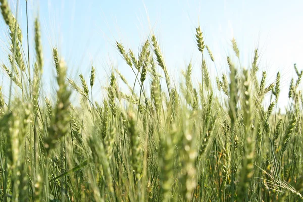 Green  wheat field — Stock Photo, Image