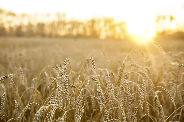 Ripening ears of yellow wheat — Stock Photo, Image