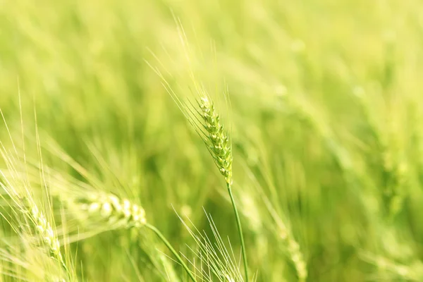 Campo de trigo verde — Fotografia de Stock