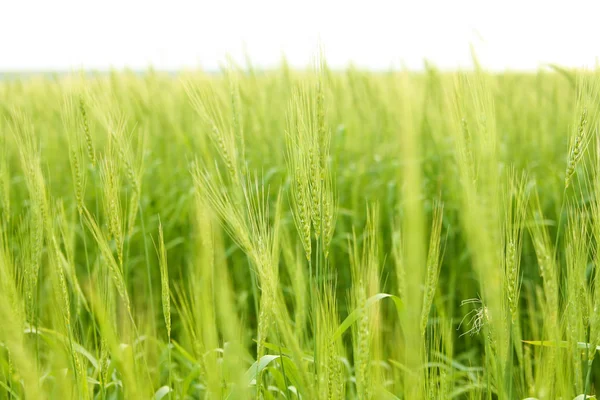 Grünweizenfeld — Stockfoto